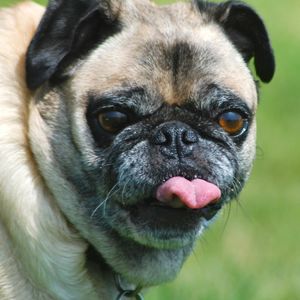 Meet your Posher, Susanne